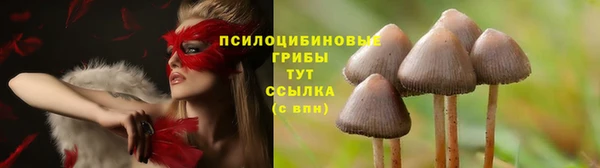 стаф Арсеньев