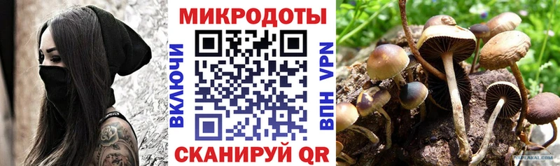 Псилоцибиновые грибы Cubensis Цимлянск